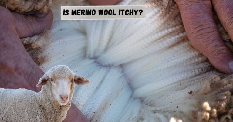 Close-up of Merino sheep wool with text asking if Merino wool is itchy.
