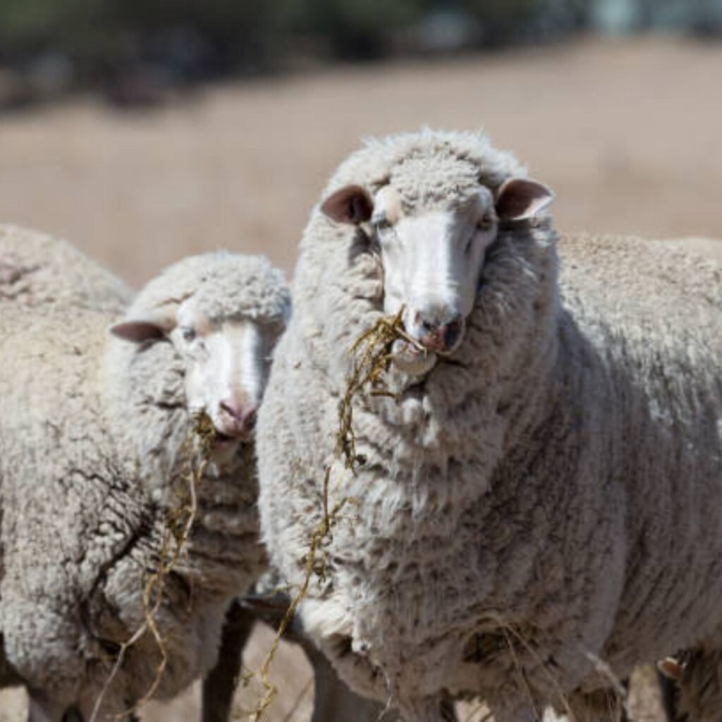 merino sheep representing merino wool
