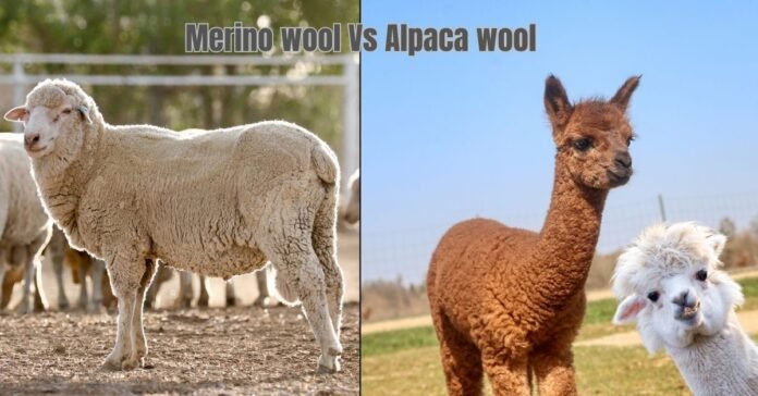 Side-by-side comparison of a merino sheep and alpacas