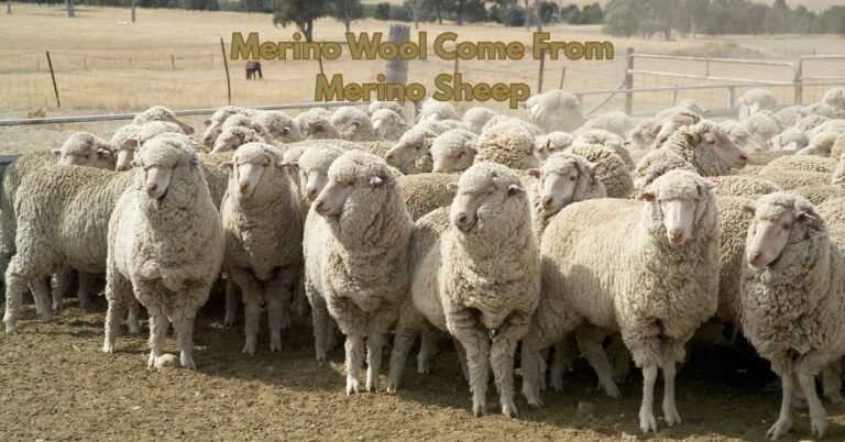 Merino sheep in a field with a caption about wool origin.