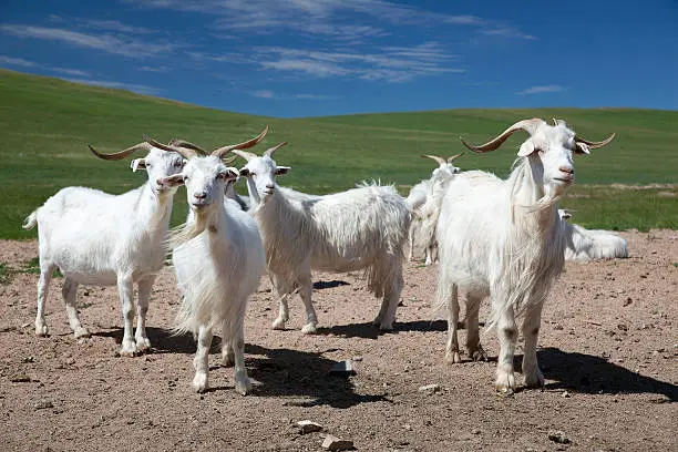 Mongolian cashmere goat in a pasture