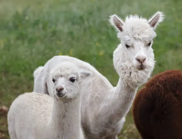 Alpaca