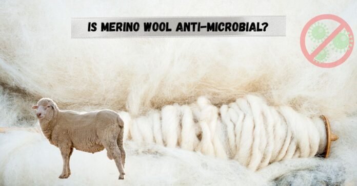 Image showing Merino sheep and wool yarn with bacteria-free symbol, asking “Is Merino wool antimicrobial?”