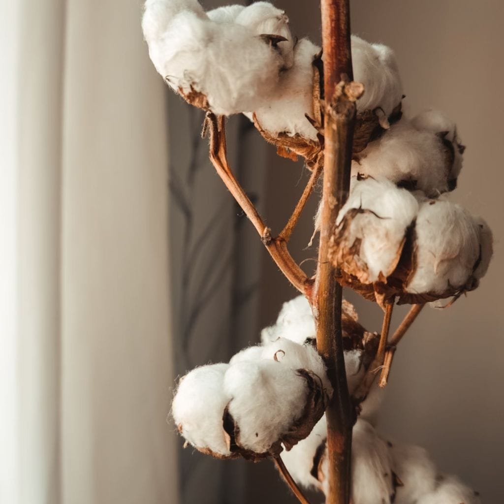 Egyptian cotton plant.