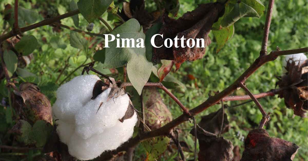 Pima cotton