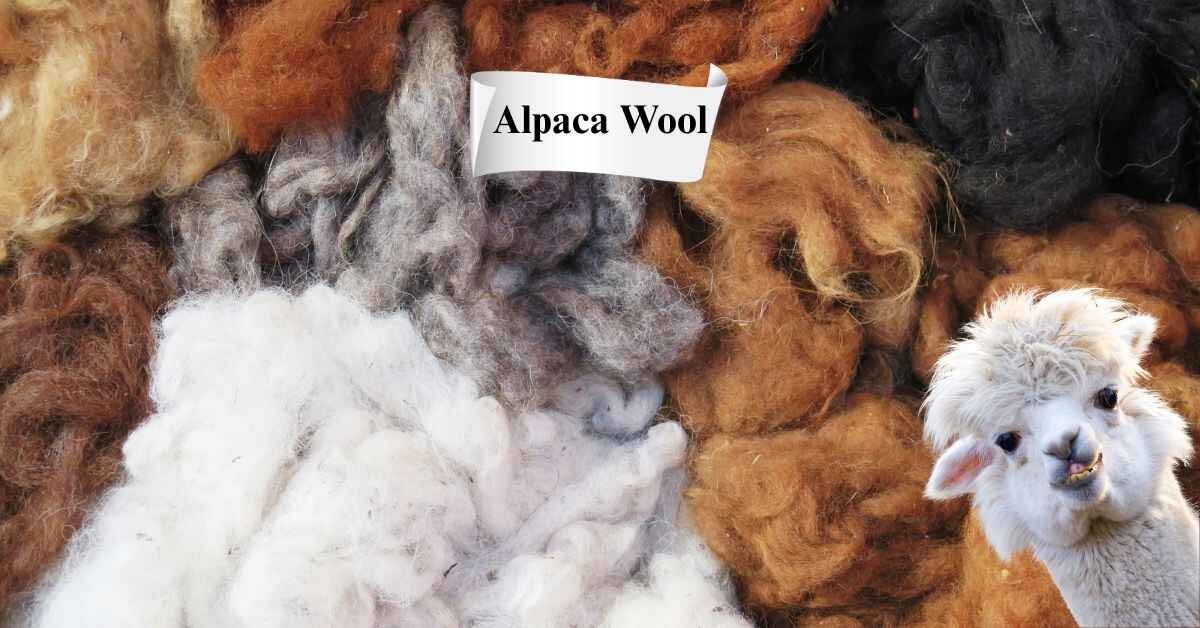 Alpaca Wool
